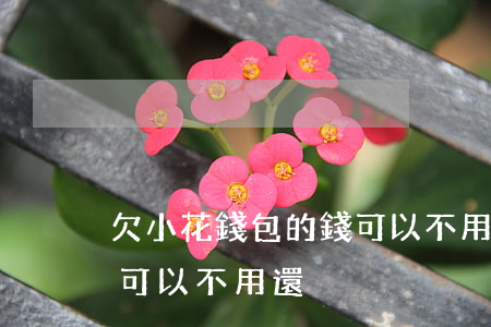 欠小花錢包的錢可以不用還(欠小花錢包的錢可以不用還)