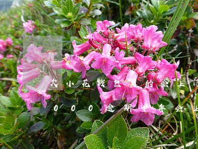 欠小花钱包真的会上门吗(小花钱包欠款39000逾期半年,会上门吗)