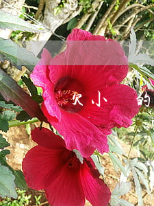 欠小貸的錢還不上(欠貸款還不上)