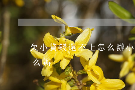 欠小貸錢還不上怎么辦(小額貸款錢還不上怎么辦)