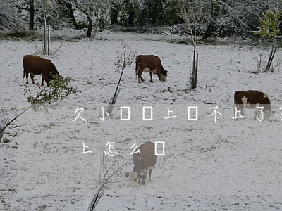 欠小貸馬上還不上了怎么辦(欠小額貸款還不上怎么辦)