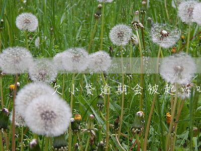 欠小贷逾期会被起诉吗