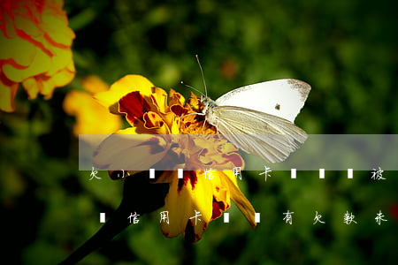 欠小額貸信用卡沒還會被告嗎(為什么我沒有辦信用卡卻說有欠款未還清)