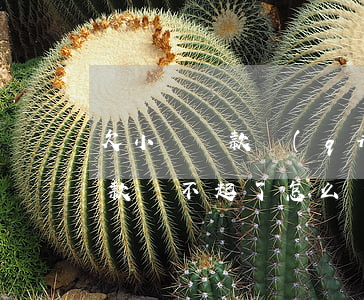 欠小額貸款錢(qián)還不起(欠小額貸款還不起了怎么辦)