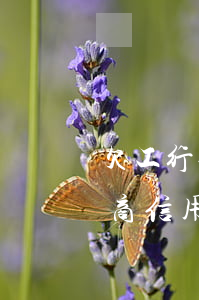 欠工行信用卡2000已經還本金 逾期 年（工商信用卡逾期作廢無法還款）