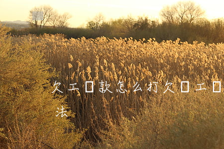 欠工資款怎么打欠條(工資欠款欠條怎么寫 合法)