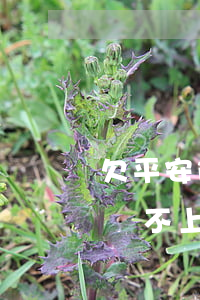 欠平安i貸的錢還不上了怎么辦-平安i貸還不上會怎么樣