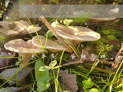 欠平安i贷能怎样