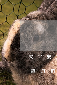 欠平安貸款逾期怎么還(欠平安的貸款逾期沒還真的會被起訴嗎)