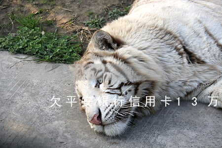 欠平安银行信用卡13万怎么办-