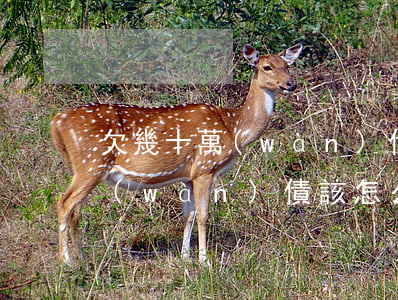 欠幾十萬(wàn)債該怎么辦-欠幾十萬(wàn)債該怎么辦呢