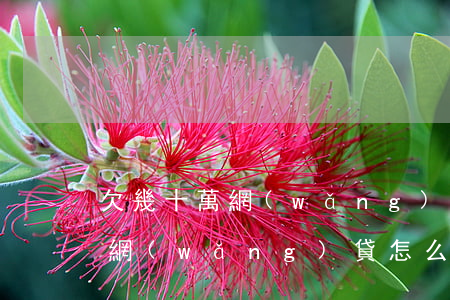 欠幾十萬網(wǎng)貸如何自救(欠幾萬網(wǎng)貸怎么辦)