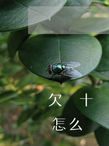 欠幾十萬還不上怎么辦-欠了幾十萬還不上怎么辦