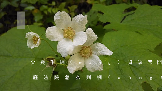 欠幾千網(wǎng)貸缺席開(kāi)庭法院怎么判(網(wǎng)貸逾期說(shuō)開(kāi)庭是真的嗎)