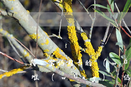 欠幾家信用卡的網(wǎng)貸(欠了一大堆網(wǎng)貸信用卡還不上)