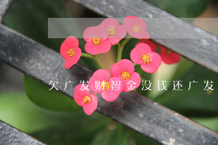 欠广发财智金没钱还(广发财智金还不起了)