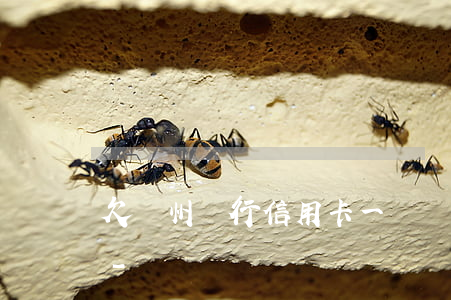 欠廣州銀行信用卡一萬會(huì)上門嗎-