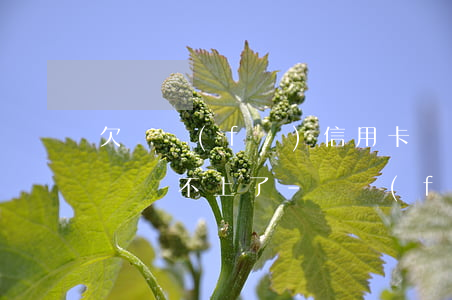 欠廣發(fā)信用卡財(cái)智金6萬還不上了-廣發(fā)財(cái)智金還不上怎么辦
