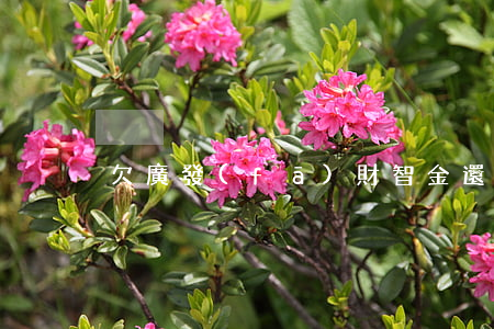 欠廣發(fā)財智金還不出的人有沒有-
