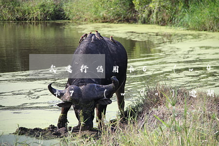 欠建行信用卡6萬(wàn)逾期(建行信用卡7萬(wàn)逾期)