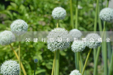 欠建行信用卡影響公積金開戶嗎-