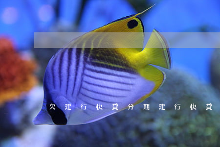 欠建行快貸分期(建行快貸到期分期還款)