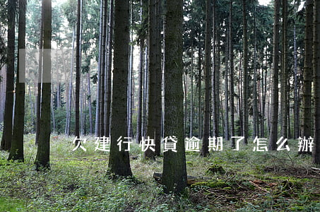 欠建行快貸逾期了怎么辦