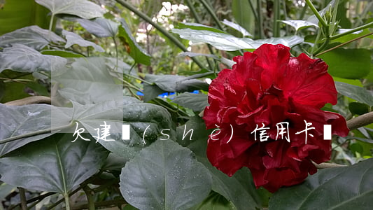 欠建設(shè)信用卡錢