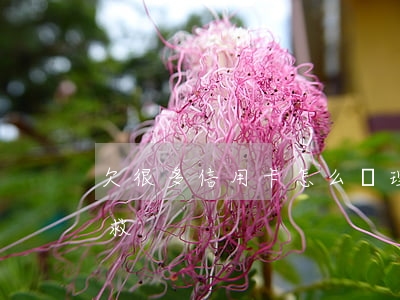 欠很多信用卡怎么處理（欠很多信用卡怎么自救）