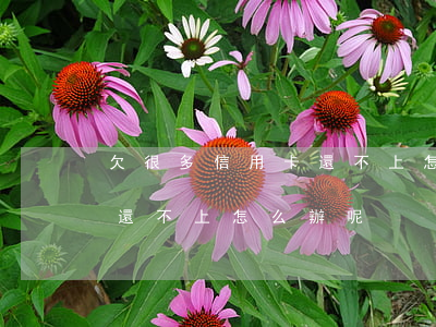 欠很多信用卡還不上怎么辦-欠很多信用卡還不上怎么辦呢
