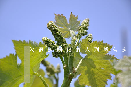 欠很多網貸的人(到底有多少人欠網貸)