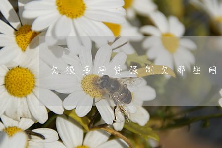 欠很多网贷强制(欠那些网贷会比较严重)