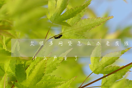 欠很多网贷怎么办老有催收(今年网贷催收为什么严重了)