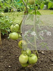 欠微信微粒貸錢還不上