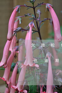 欠微粒13万逾期三个月疫情期间，另欠7万也逾期三个月，微粒贷：因疫情无法还款，恐被起诉