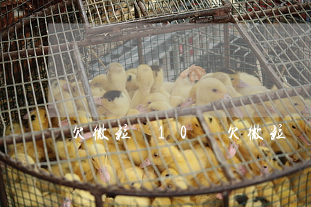 欠微粒貸10萬(欠微粒貸十萬)