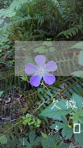 欠微粒貸5萬多無力償還怎么辦(微粒貸欠款5萬多還不了怎么辦)