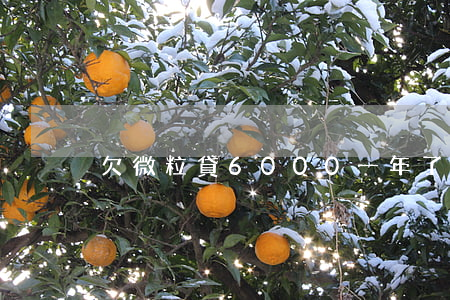 欠微粒貸6000一年了怎么辦-