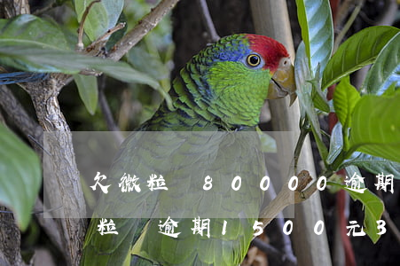 欠微粒貸80000逾期3個(gè)月(微粒貸逾期1500元35天)