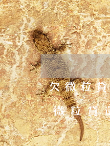 欠微粒貸一直不還能躲過(guò)去嗎(欠微粒貸還不上會(huì)是什么后果)