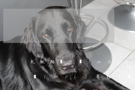 欠微粒貸十萬(wàn)現(xiàn)在沒(méi)有能力還款-欠微粒貸十萬(wàn)現(xiàn)在沒(méi)有能力還款怎么辦