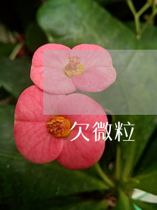 欠微粒貸可以打滴滴嗎