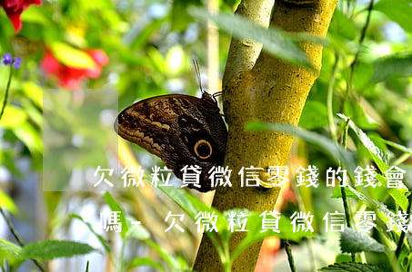 欠微粒貸微信零錢的錢會(huì)被扣除嗎-欠微粒貸微信零錢的錢會(huì)被扣除嗎安全嗎