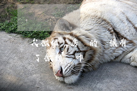 欠微粒貸房貸的時候有顯示嗎(房貸放款中欠了微粒貸咋辦)