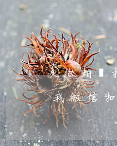 欠微粒貸扣微信的錢(欠微粒貸的錢會不會從我微信扣錢)