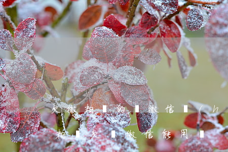 欠微粒貸的錢微信會(huì)被禁用么(微粒貸欠錢,微信能用嗎?)