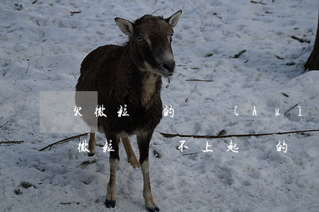 欠微粒貸的錢會(huì)被行政拘留嗎(欠微粒貸還不上起訴的話會(huì)行政拘留嗎)