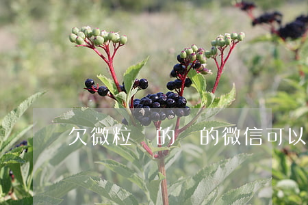 欠微粒貸的錢的微信可以注銷嗎-