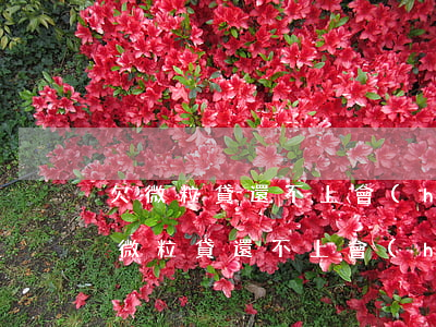 欠微粒貸還不上會(huì)有哪些流程(欠微粒貸還不上會(huì)是什么后果)