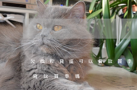 欠微粒貸還可以貸款買車嗎(欠微粒貸還可以貸款買車嗎)